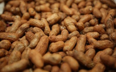 China abre mercado para o amendoim brasileiro