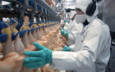 Brasil assume posto de segundo maior exportador de frango do mundo